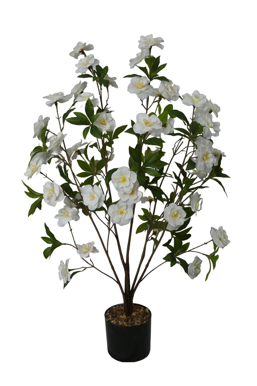 Five Fork Hibiscus White