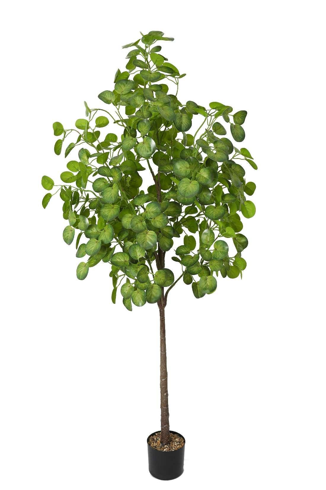 143-Leaf Money Plant