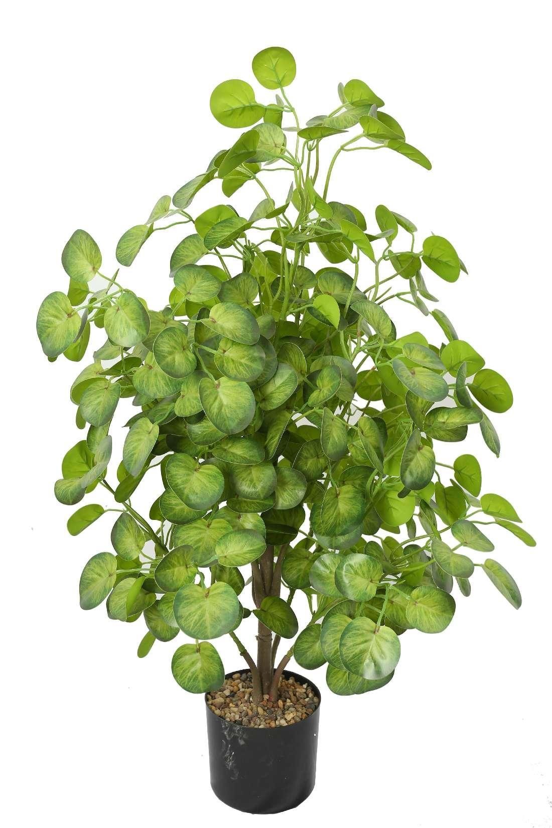 104-Leaf Money Plant