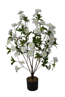 Five Fork Hibiscus White
