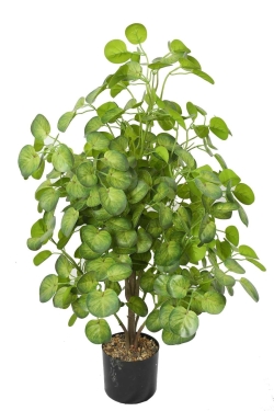 104-Leaf Money Plant